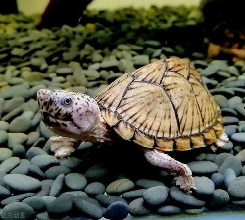 国产乌龟视频大全可爱,可爱视频大全来袭