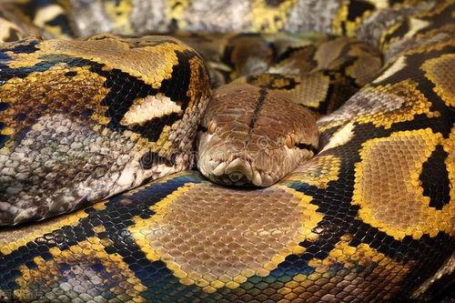 国产蛇宠物介绍视频教程,视频教程带你轻松入门