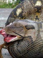 国产大蟒蛇换电池视频大全,视频大全揭秘操作技巧