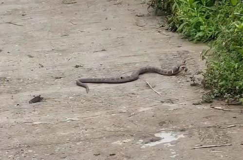 国产大蟒蛇换电池视频大全,视频大全揭秘操作技巧