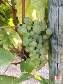 在线葡萄视频国产,在线葡萄视频引领国产影视新潮流