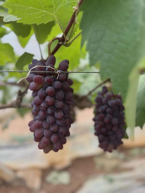 在线葡萄视频国产,在线葡萄视频引领国产影视新潮流