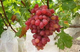 在线葡萄视频国产,在线葡萄视频引领国产影视新潮流